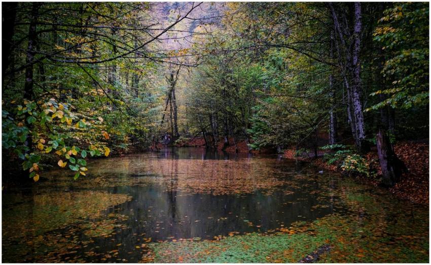 Serene view of a forest pond surrounded by fall fo