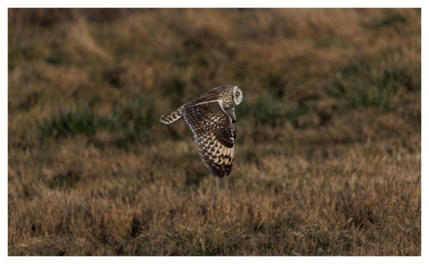 Short-Eared Owl Owl Bird Nature