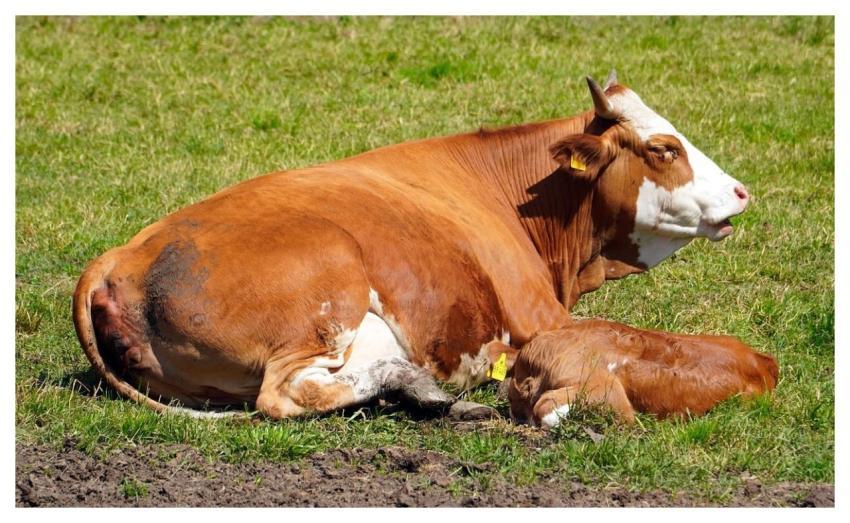 Cow Nature Animal Cattle