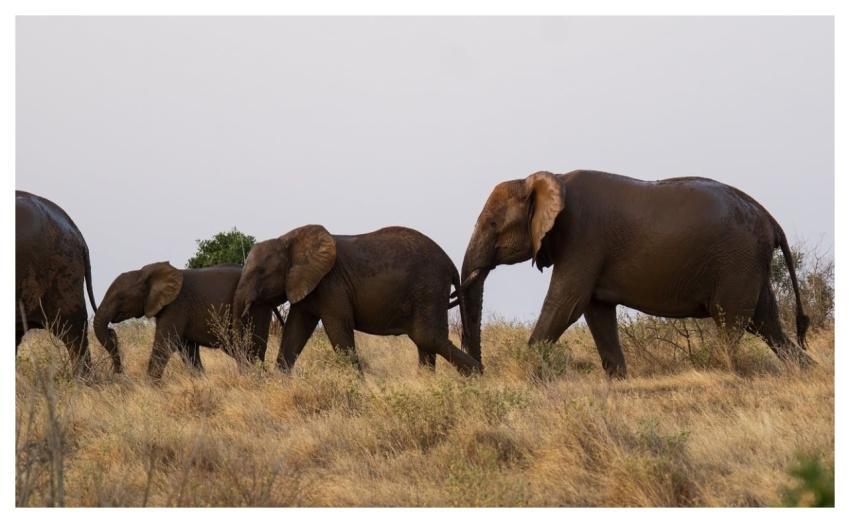 Elephants Africa Nature Safari