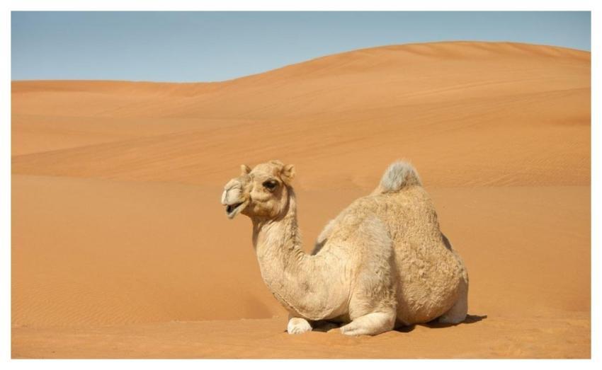 Camel Sahara Sand Dunes Desert