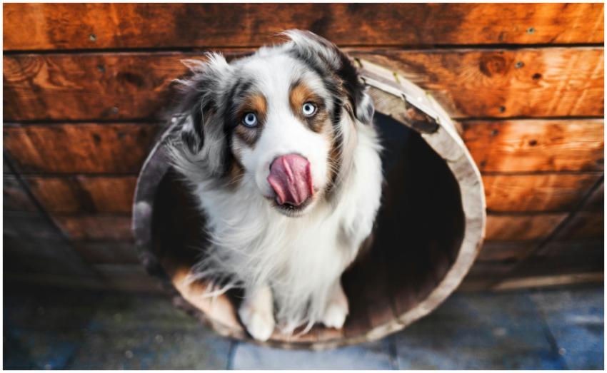 Playful Australian Shepherd dog with blue eyes and