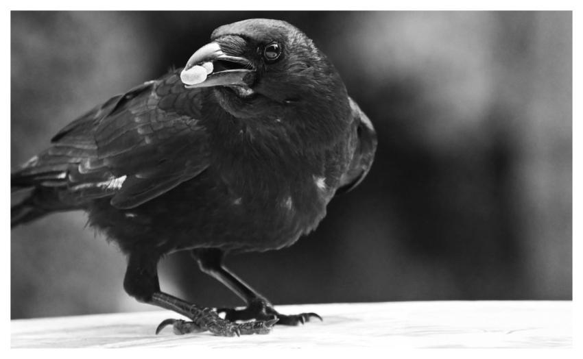 Crow Bird Nature Animal