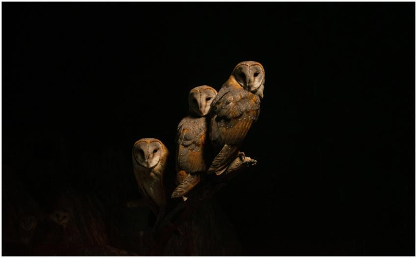 A trio of barn owls (Tyto alba) perched in darknes