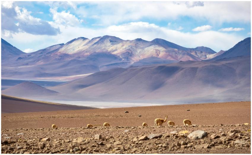 Free stock photo of andes, animals, atacama
