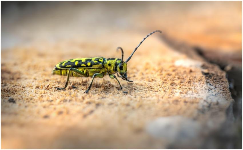 Macro shot of a vibrant yellow beetle on a texture