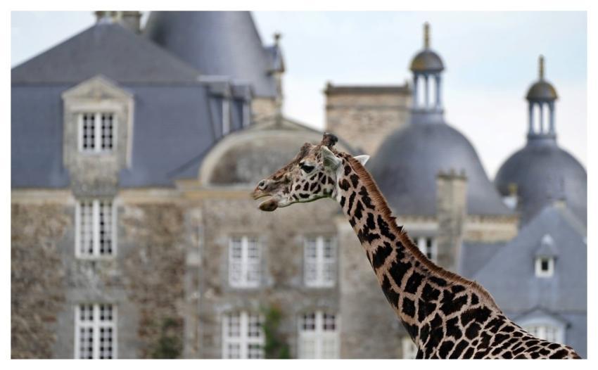 Giraffe Laptop Wallpaper Free Wallpaper Beautiful