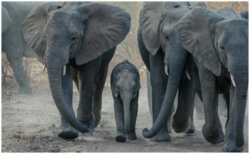 A herd of African elephants walking on a dusty pat