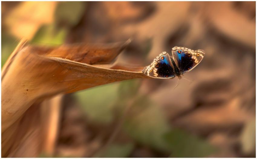 Vibrant blue pansy butterfly perched on a dry leaf
