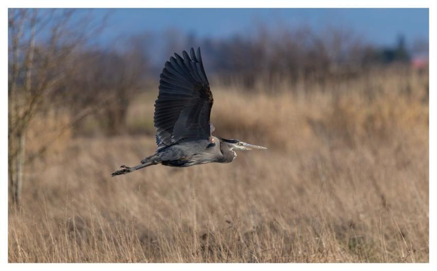 Heron Bird Nature Animal