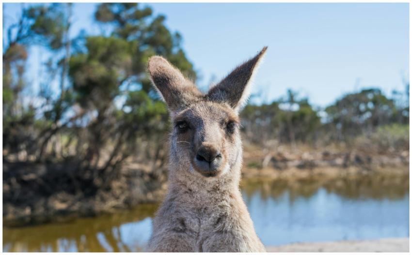 Portrait of a kangaroo by a pond in Melbourne, sho