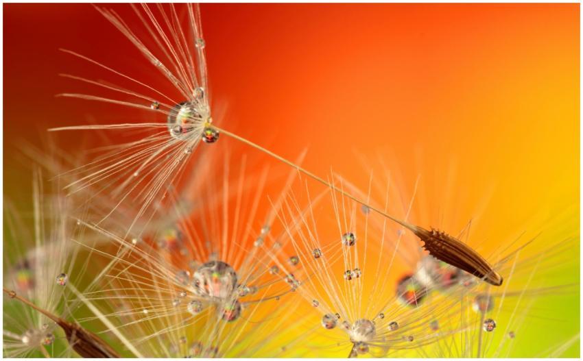 Close-up of dandelion seeds with water droplets ag