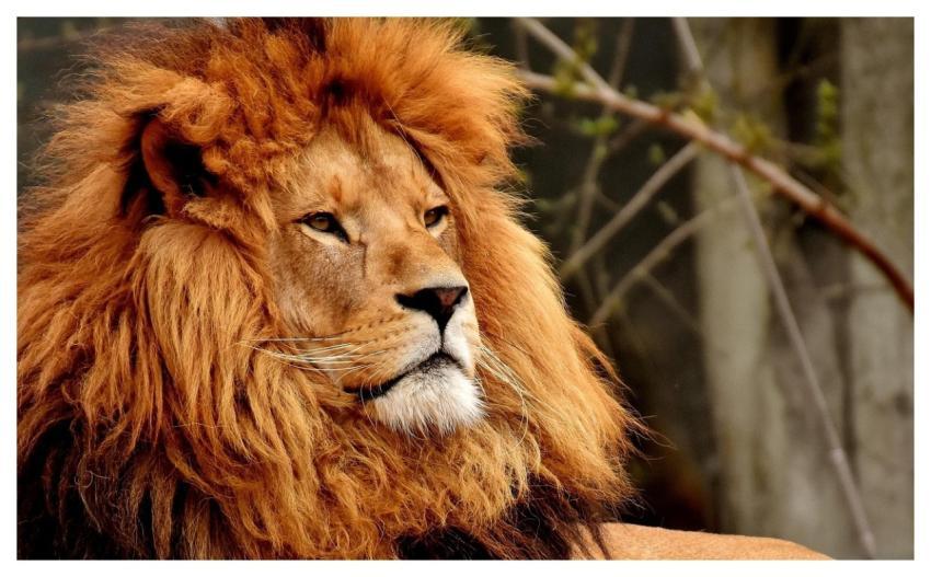 Lion Predator Dangerous Mane