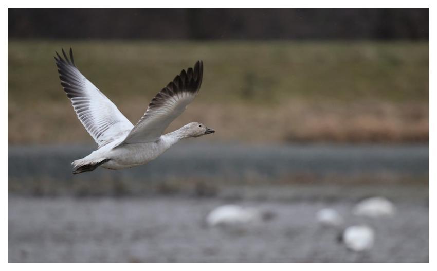 Nature Animal Wildlife Migration