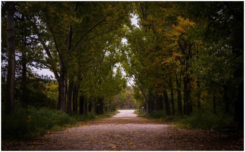 Explore a tranquil forest pathway with vibrant fal