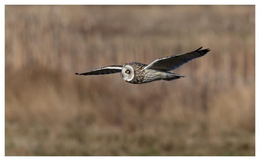 Short-Eared Owl Owl Bird Nature