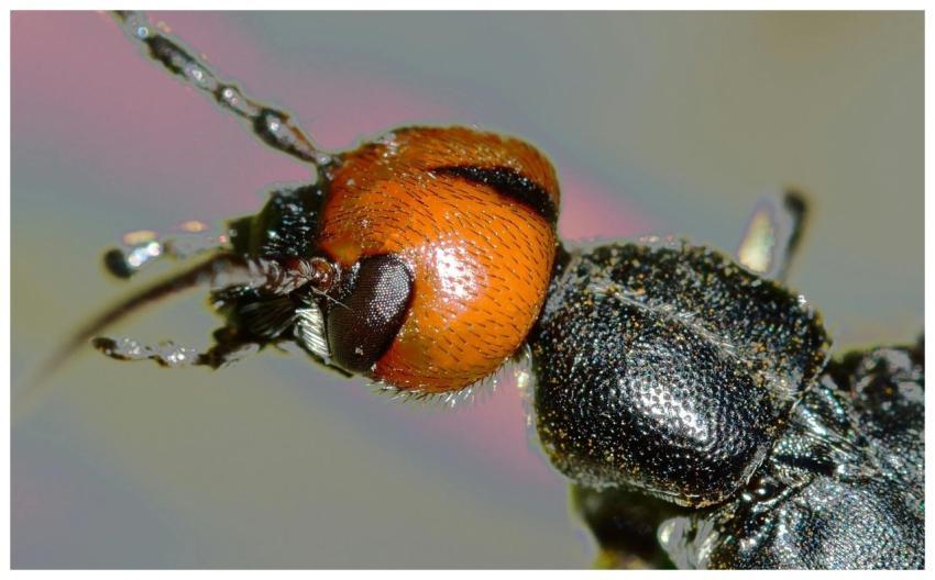 Detailed close-up of a beetle's head showcasing vi