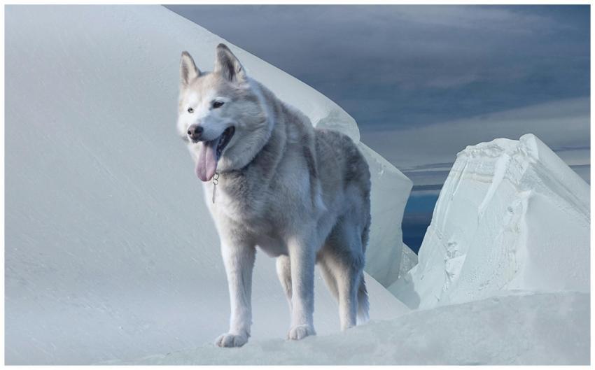 A beautiful Siberian Husky stands proudly on a sno