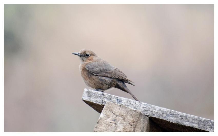 Wren Bird Nature Animal