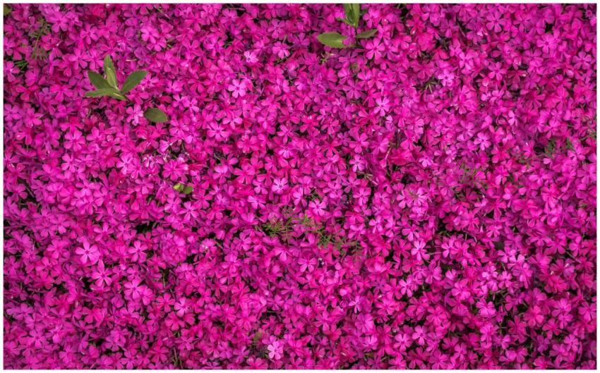 A stunning close-up of vibrant pink flowers in ful