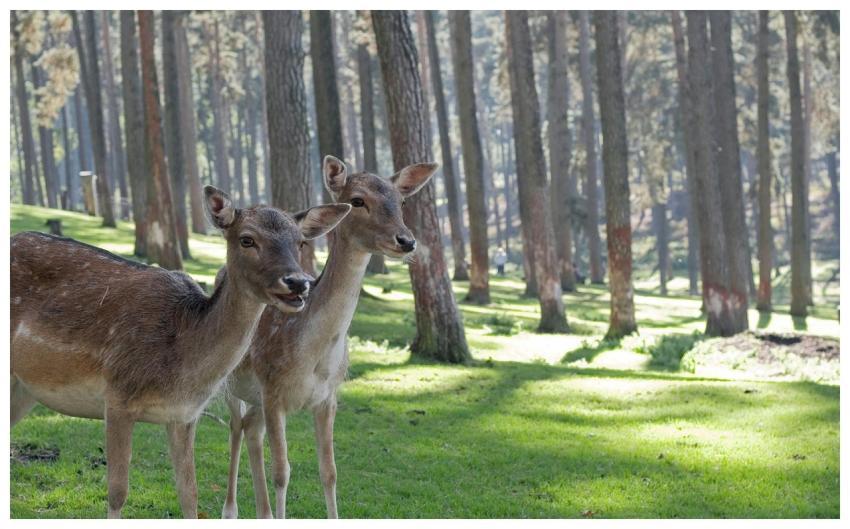 A pair of deer standing in a sunlit forest clearin
