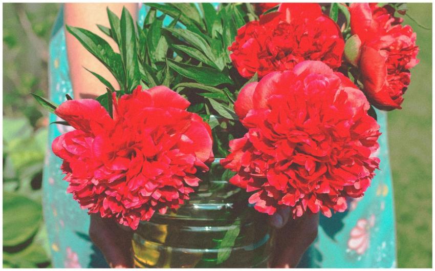 A close-up of vibrant red peonies held in a glass