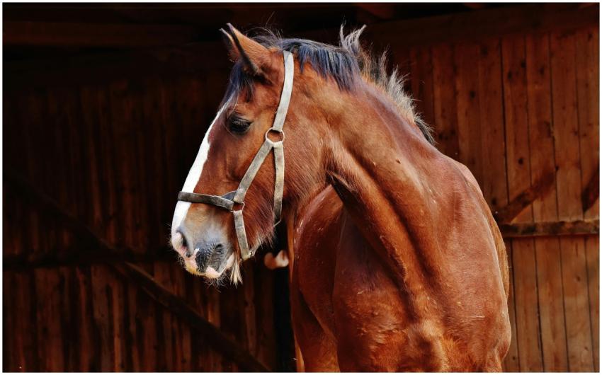 A striking portrait of a brown horse with a white