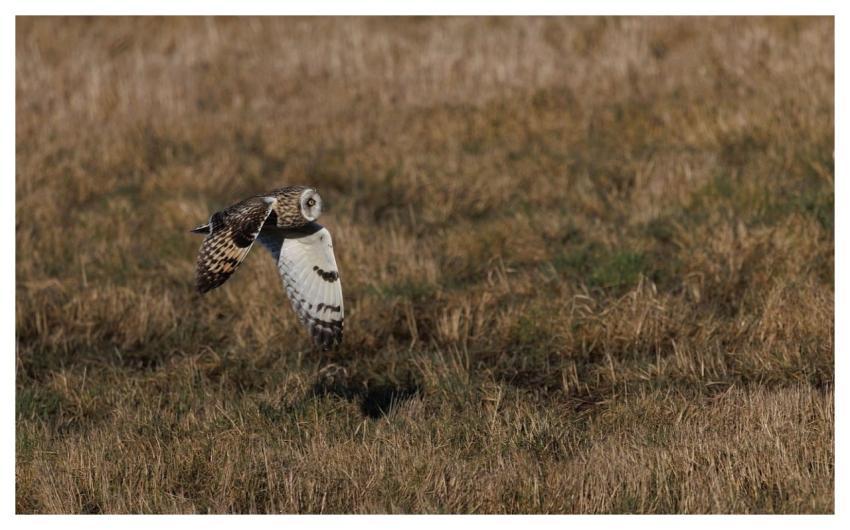 Short-Eared Owl Owl Bird Nature