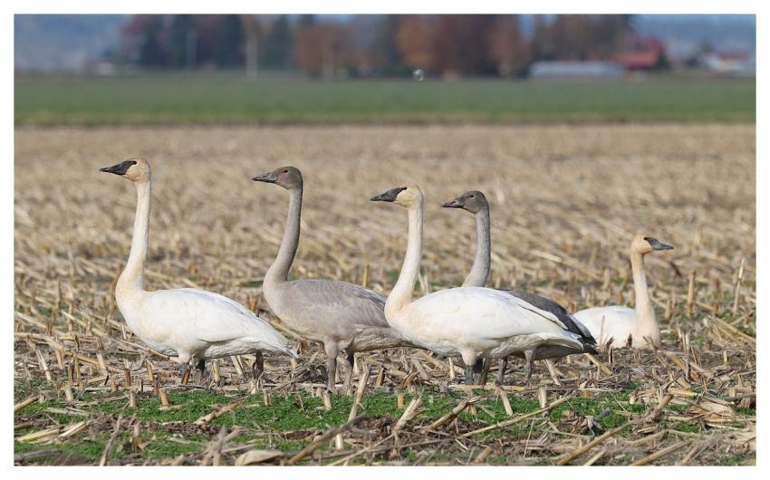 Swans Nature Animal Wildlife