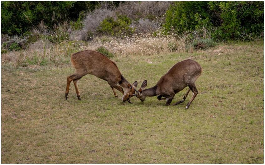 Two antelope locking horns in a lively grassland s
