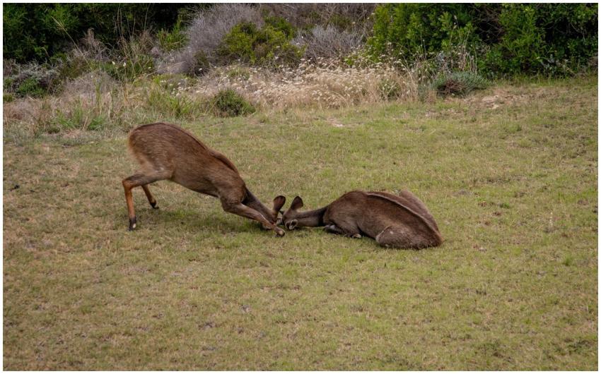 Two young deer stags playfully sparring on grassy