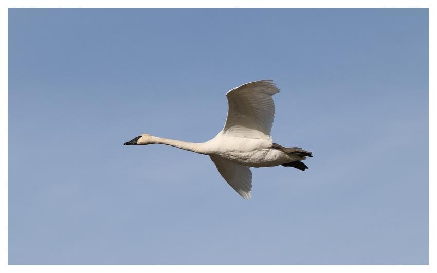 Swan Nature Animal Wildlife