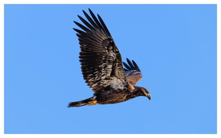 Bald Eagles Nature Wildlife Avian