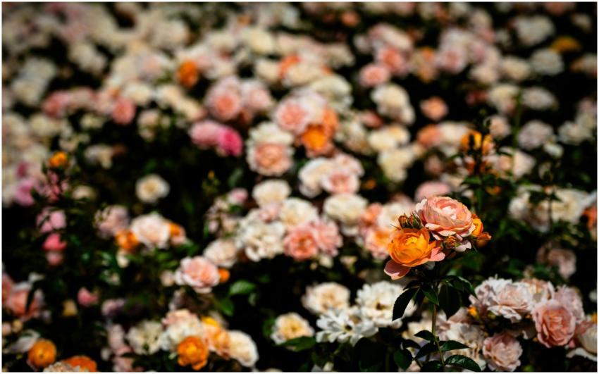 Orange and pink roses in Shanghai garden during sp