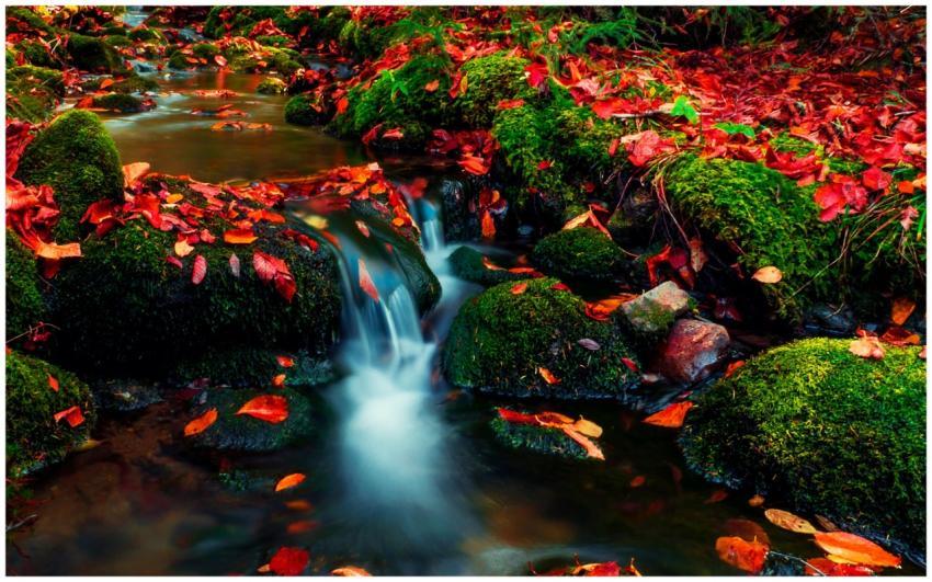 Vibrant fall leaves and mossy rocks along a flowin