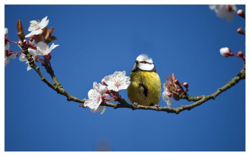 Blue Tit Bird Tit Animal