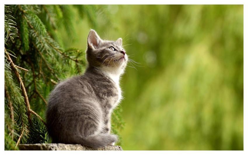 Cat Young Animal Nature Kitten