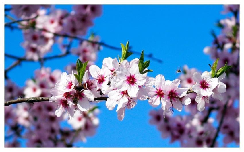 Almond Tree Nature Almond Blossom Spring