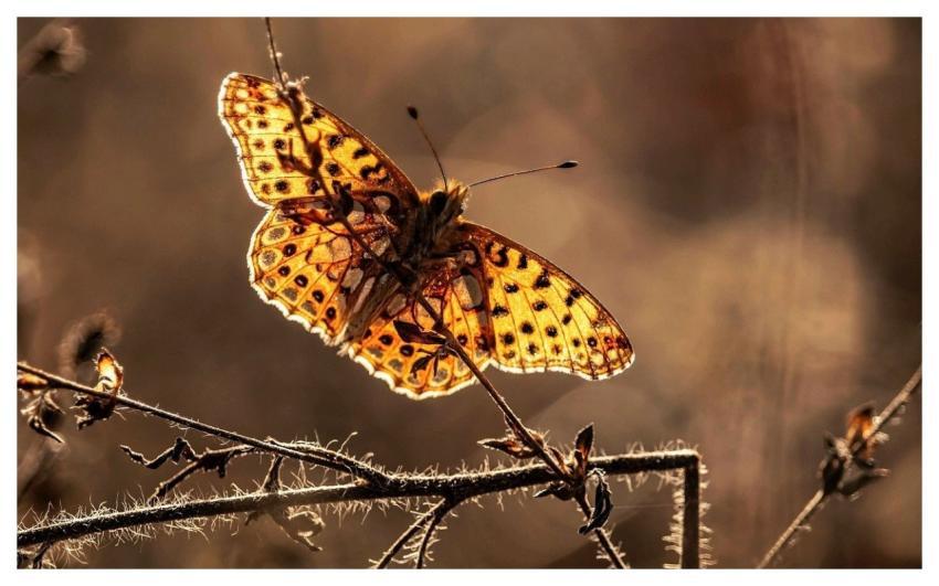 Pearl Moth Butterfly Nature Close Up