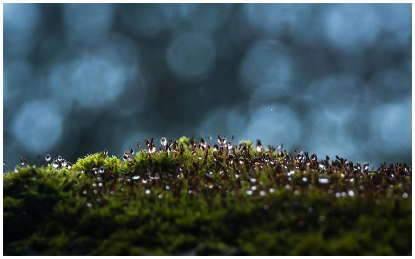 Macro shot of moss with dewdrops and blue bokeh ba