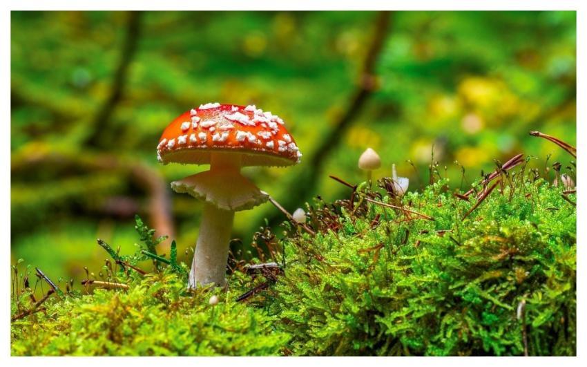 Toadstool Mushroom Eco System Poisonous