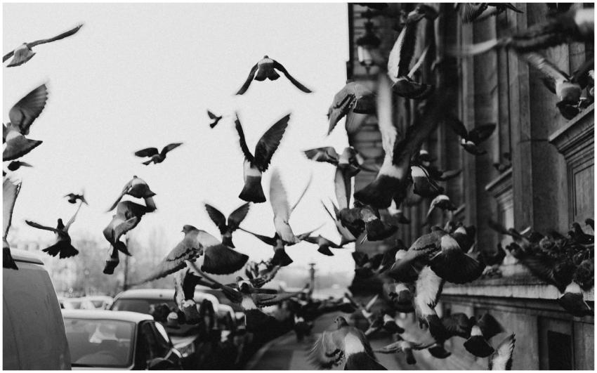 Dynamic black and white capture of pigeons flying