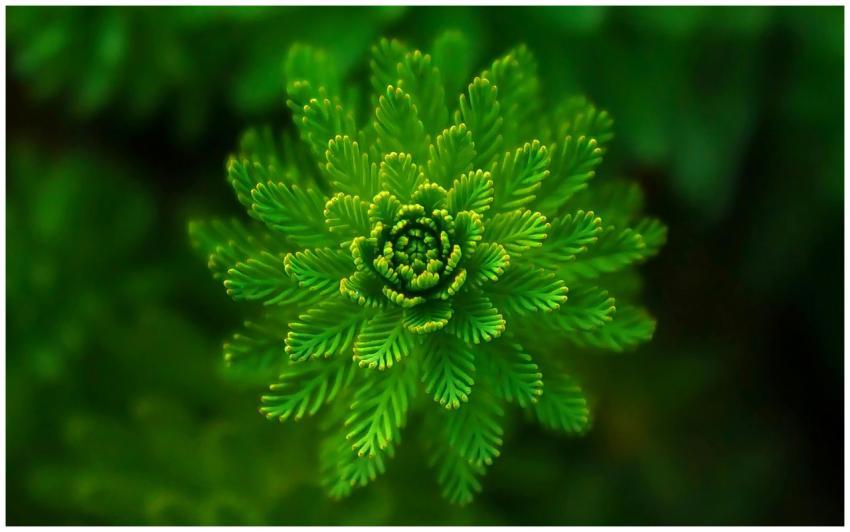 A vibrant green fern captured close-up, showcasing