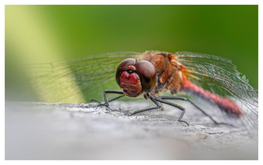 Nature Animal Closeup Darter Dragonfly