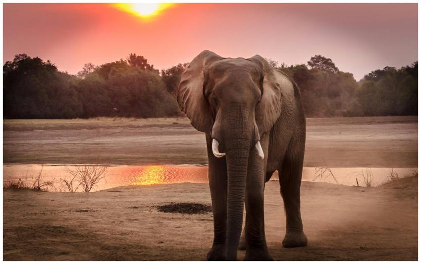 A stunning portrait of an African elephant at suns