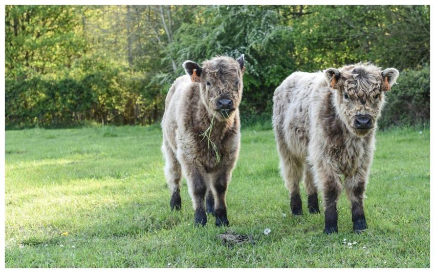 Two fluffy highland calves grazing peacefully in a