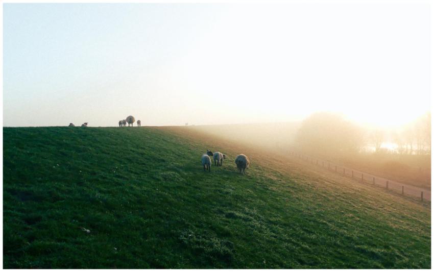 Sheep grazing on a foggy hillside in rural Husum,