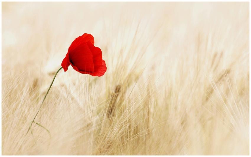 A lone red poppy blooms gracefully in a golden whe