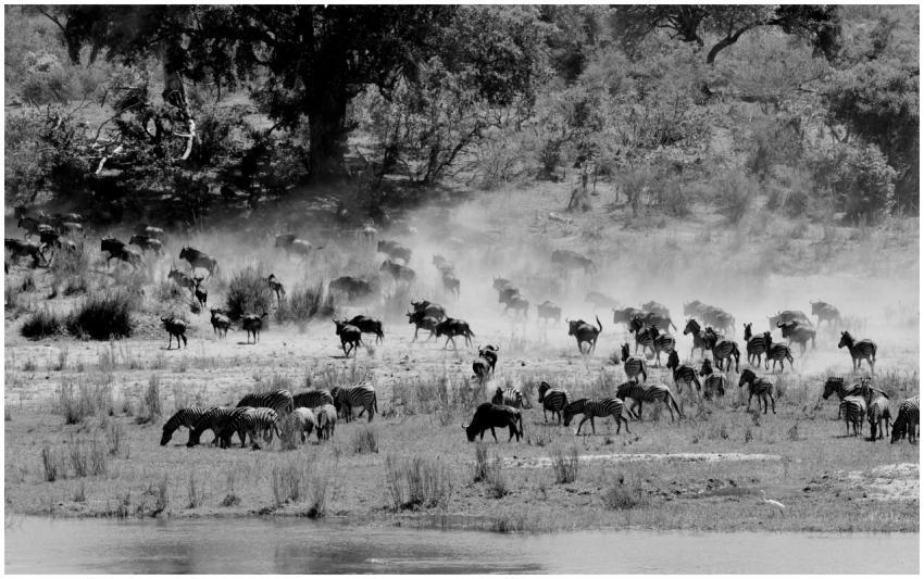 Monochrome image of zebras and wildebeest grazing