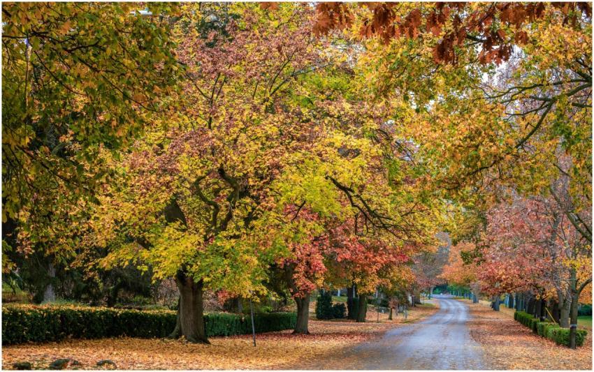 Free stock photo of colors of fall, road adventure